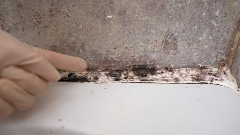 Best Forensic Mold Investigation  in Cleburne, TX